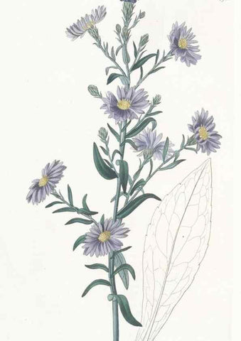 Reproducción/Reproduction 49825527582: Edwards's botanical register.. London :James Ridgway,1829-1847.. 
