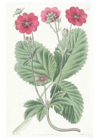 Reproducción/Reproduction 49825206826: Edwards's botanical register.. London :James Ridgway,1829-1847.. 