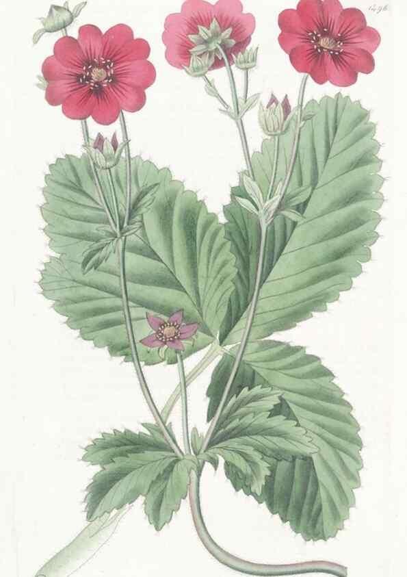 Reproducción/Reproduction 49825206826: Edwards's botanical register.. London :James Ridgway,1829-1847.. 