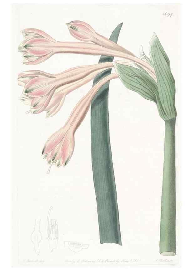 Reproducción/Reproduction 49825528042: Edwards's botanical register.. London :James Ridgway,1829-1847.. 