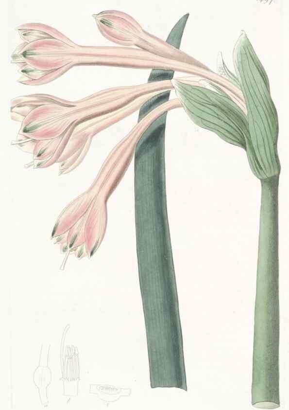 Reproducción/Reproduction 49825528042: Edwards's botanical register.. London :James Ridgway,1829-1847.. 