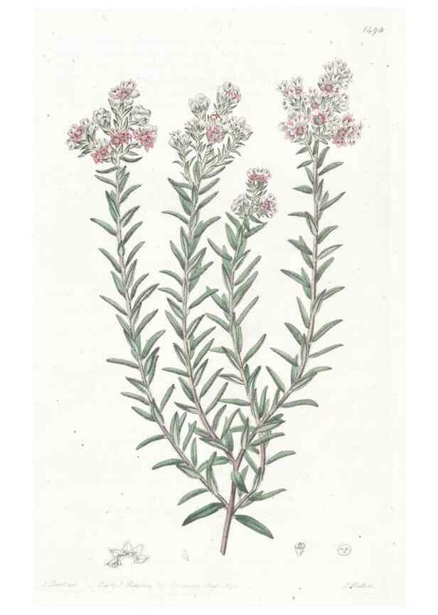 Reproducción/Reproduction 49824674753: Edwards's botanical register.. London :James Ridgway,1829-1847.. 