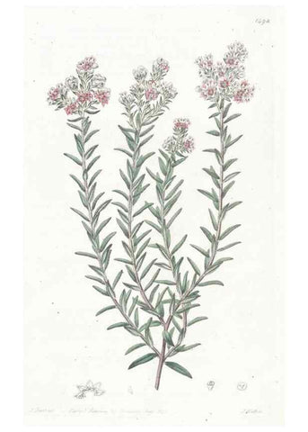 Reproducción/Reproduction 49824674753: Edwards's botanical register.. London :James Ridgway,1829-1847.. 