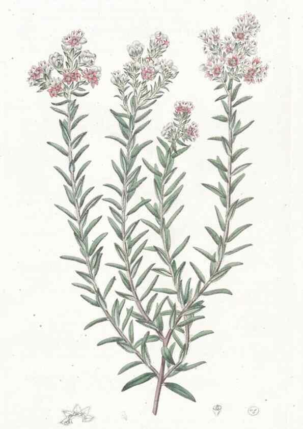 Reproducción/Reproduction 49824674753: Edwards's botanical register.. London :James Ridgway,1829-1847.. 