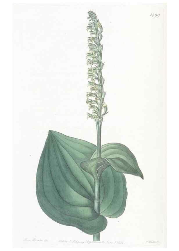 Reproducción/Reproduction 49825528622: Edwards's botanical register.. London :James Ridgway,1829-1847.. 