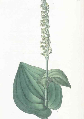 Reproducción/Reproduction 49825528622: Edwards's botanical register.. London :James Ridgway,1829-1847.. 