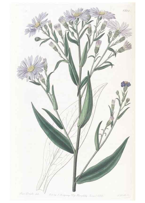 Reproducción/Reproduction 49825207661: Edwards's botanical register.. London :James Ridgway,1829-1847.. 