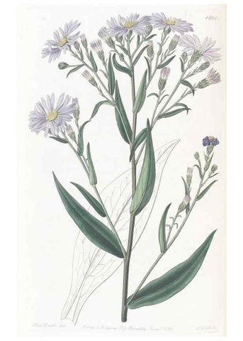 Reproducción/Reproduction 49825207661: Edwards's botanical register.. London :James Ridgway,1829-1847.. 
