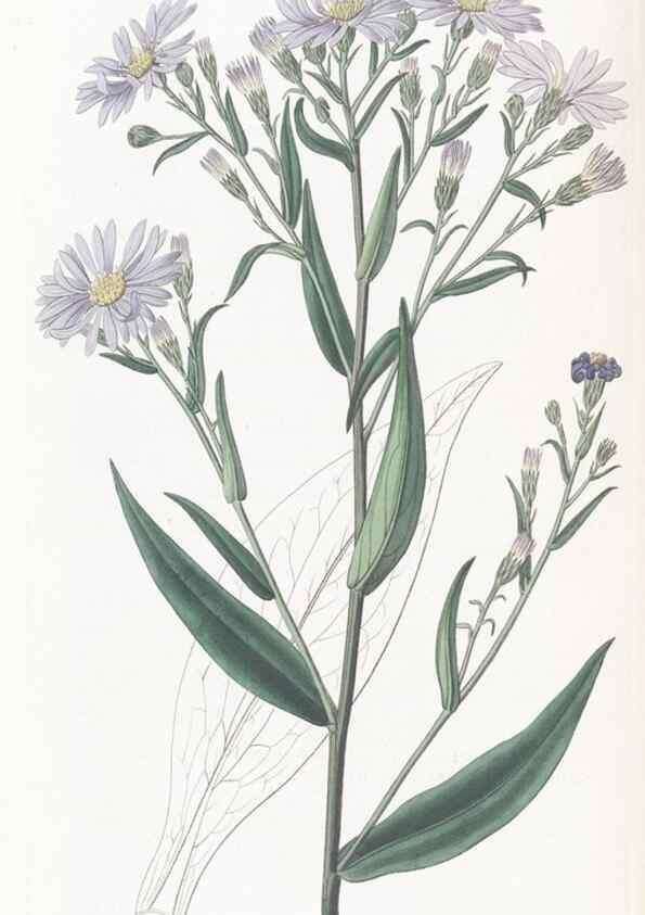 Reproducción/Reproduction 49825207661: Edwards's botanical register.. London :James Ridgway,1829-1847.. 