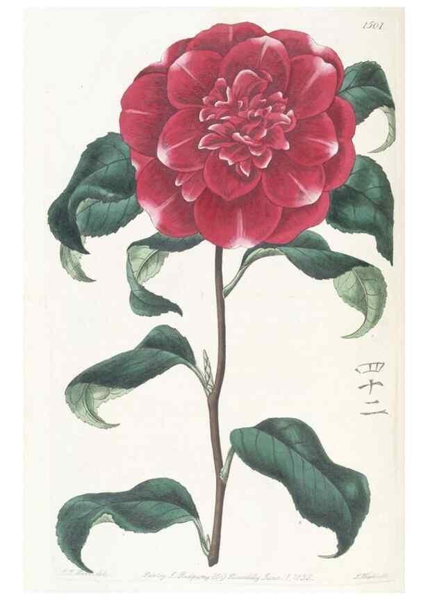Reproducción/Reproduction 49825207901: Edwards's botanical register.. London :James Ridgway,1829-1847.. 