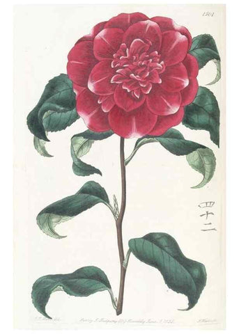 Reproducción/Reproduction 49825207901: Edwards's botanical register.. London :James Ridgway,1829-1847.. 