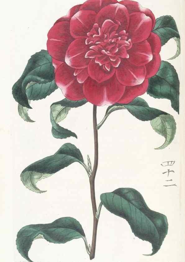 Reproducción/Reproduction 49825207901: Edwards's botanical register.. London :James Ridgway,1829-1847.. 
