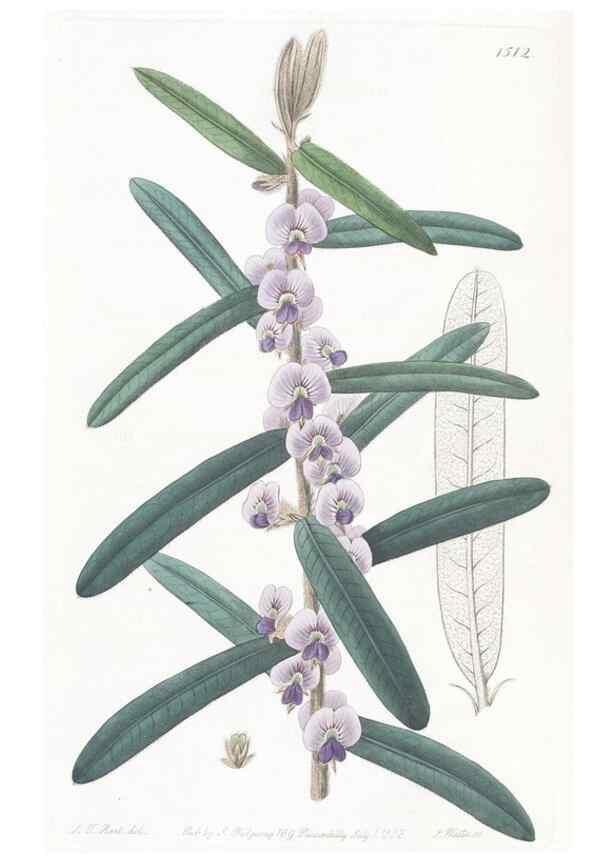 Reproducción/Reproduction 49825210486: Edwards's botanical register.. London :James Ridgway,1829-1847.. 