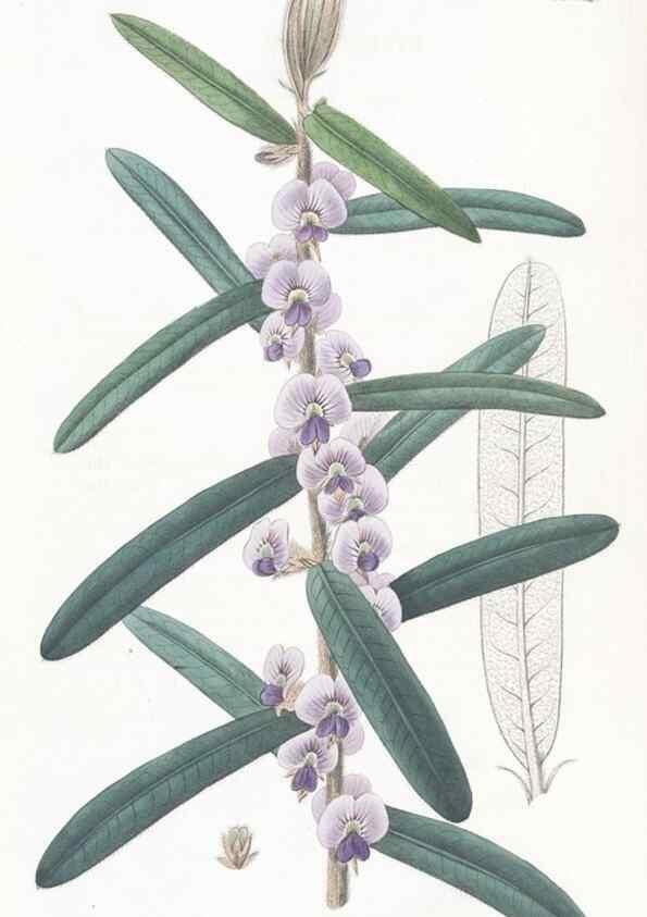 Reproducción/Reproduction 49825210486: Edwards's botanical register.. London :James Ridgway,1829-1847.. 