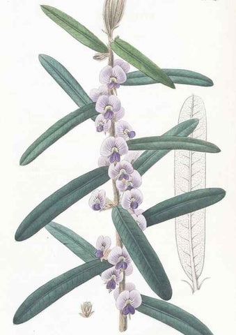 Reproducción/Reproduction 49825210486: Edwards's botanical register.. London :James Ridgway,1829-1847.. 