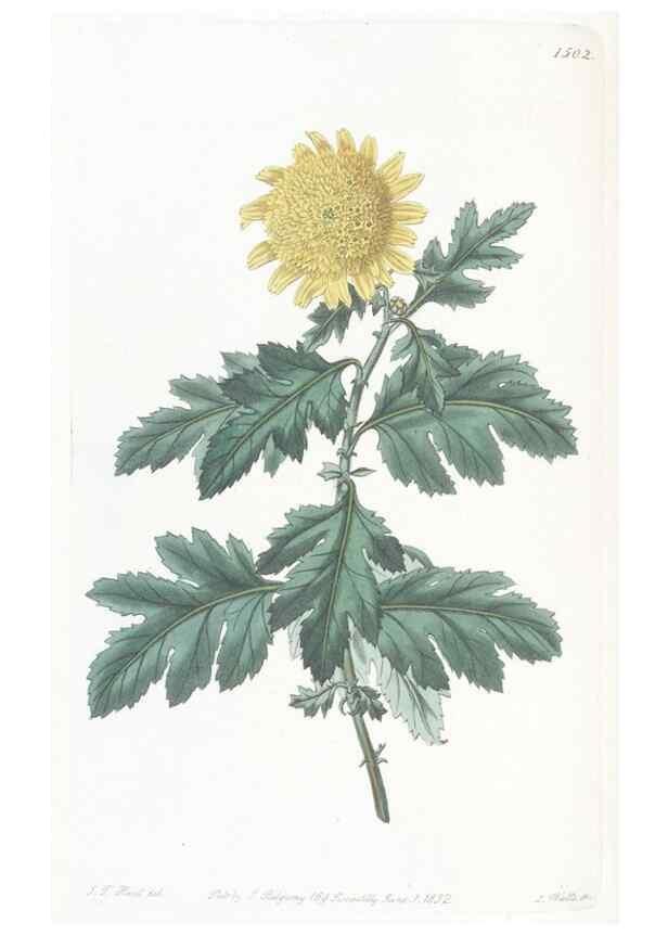 Reproducción/Reproduction 49825208126: Edwards's botanical register.. London :James Ridgway,1829-1847.. 