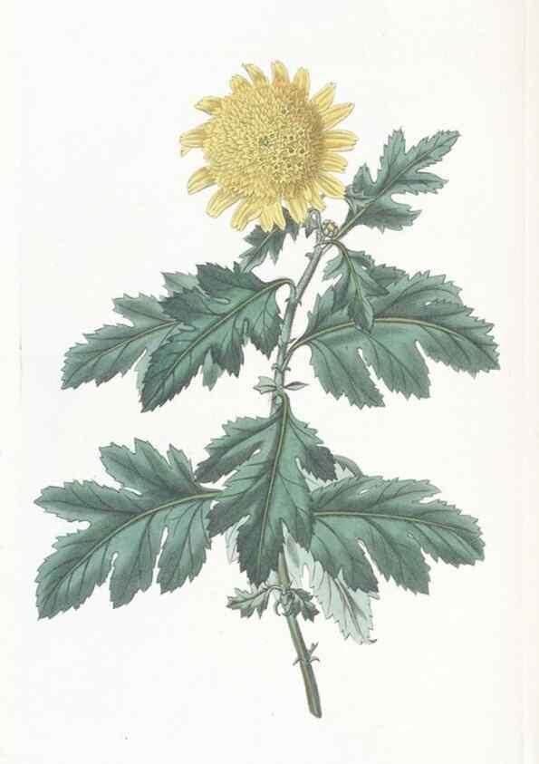Reproducción/Reproduction 49825208126: Edwards's botanical register.. London :James Ridgway,1829-1847.. 