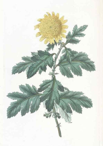 Reproducción/Reproduction 49825208126: Edwards's botanical register.. London :James Ridgway,1829-1847.. 
