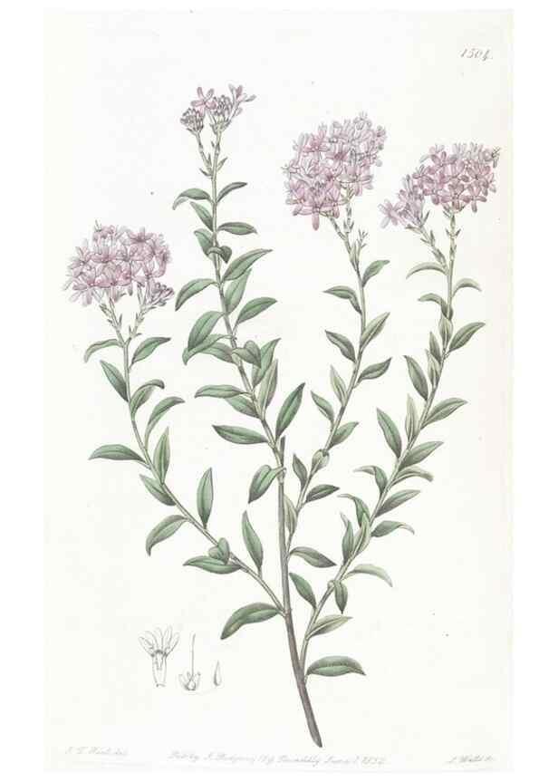 Reproducción/Reproduction 49824676128: Edwards's botanical register.. London :James Ridgway,1829-1847.. 