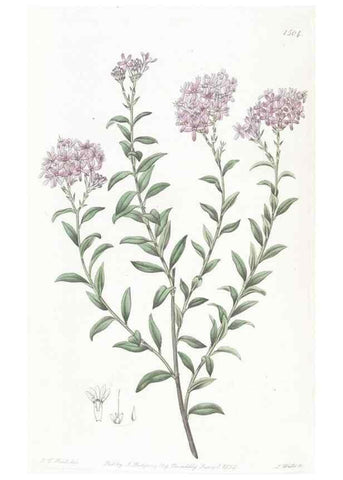 Reproducción/Reproduction 49824676128: Edwards's botanical register.. London :James Ridgway,1829-1847.. 