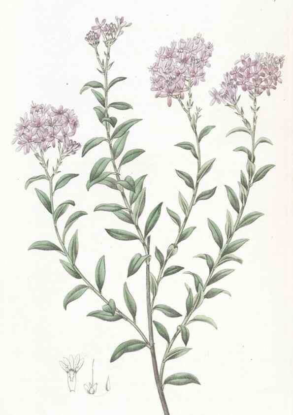 Reproducción/Reproduction 49824676128: Edwards's botanical register.. London :James Ridgway,1829-1847.. 