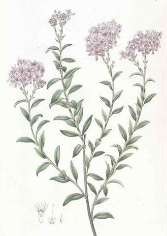 Reproducción/Reproduction 49824676128: Edwards's botanical register.. London :James Ridgway,1829-1847.. 