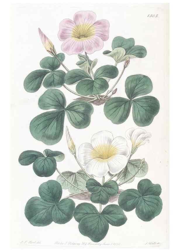 Reproducción/Reproduction 49824676373: Edwards's botanical register.. London :James Ridgway,1829-1847.. 