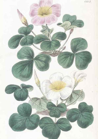 Reproducción/Reproduction 49824676373: Edwards's botanical register.. London :James Ridgway,1829-1847.. 
