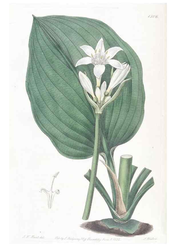 Reproducción/Reproduction 49825209151: Edwards's botanical register.. London :James Ridgway,1829-1847.. 