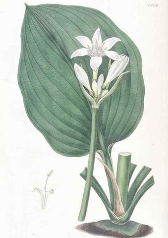 Reproducción/Reproduction 49825209151: Edwards's botanical register.. London :James Ridgway,1829-1847.. 
