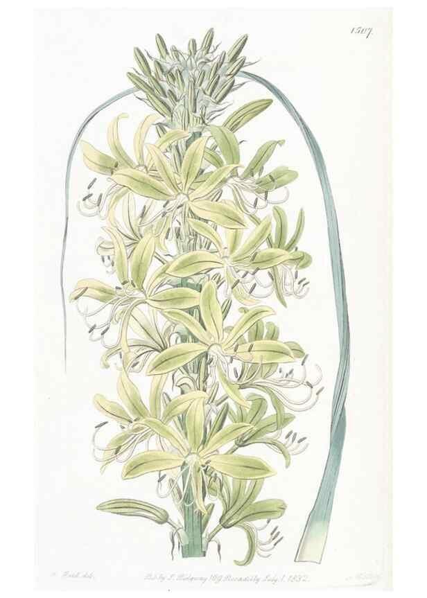 Reproducción/Reproduction 49825530497: Edwards's botanical register.. London :James Ridgway,1829-1847.. 