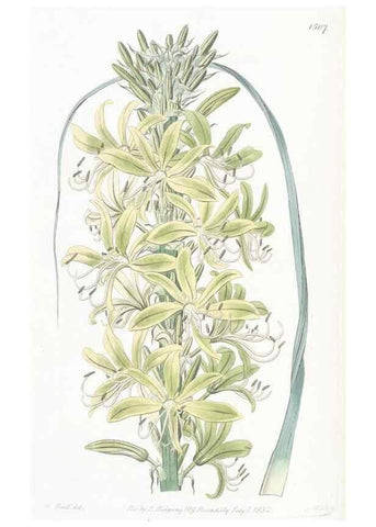 Reproducción/Reproduction 49825530497: Edwards's botanical register.. London :James Ridgway,1829-1847.. 