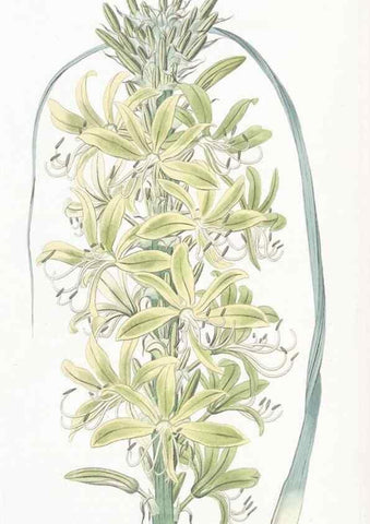 Reproducción/Reproduction 49825530497: Edwards's botanical register.. London :James Ridgway,1829-1847.. 
