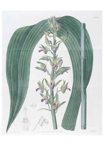 Reproducción/Reproduction 49824677068: Edwards's botanical register.. London :James Ridgway,1829-1847.. 