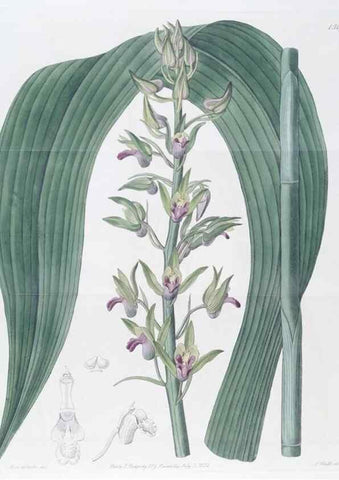 Reproducción/Reproduction 49824677068: Edwards's botanical register.. London :James Ridgway,1829-1847.. 