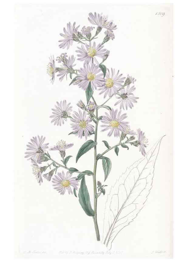 Reproducción/Reproduction 49824677273: Edwards's botanical register.. London :James Ridgway,1829-1847.. 