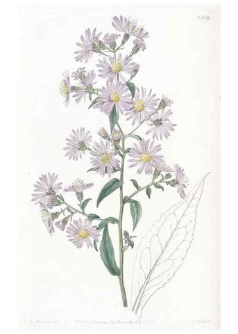 Reproducción/Reproduction 49824677273: Edwards's botanical register.. London :James Ridgway,1829-1847.. 