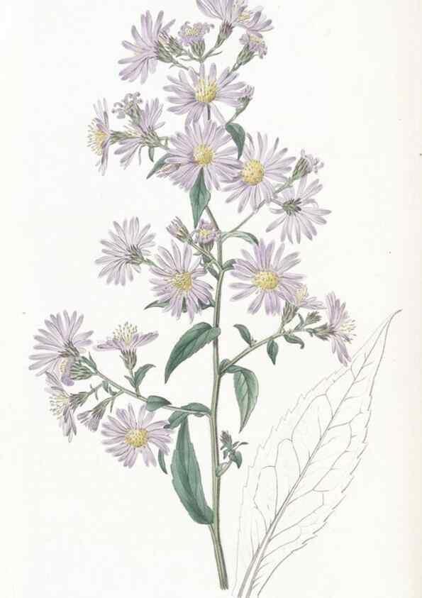 Reproducción/Reproduction 49824677273: Edwards's botanical register.. London :James Ridgway,1829-1847.. 