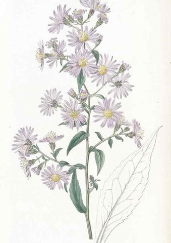 Reproducción/Reproduction 49824677273: Edwards's botanical register.. London :James Ridgway,1829-1847.. 