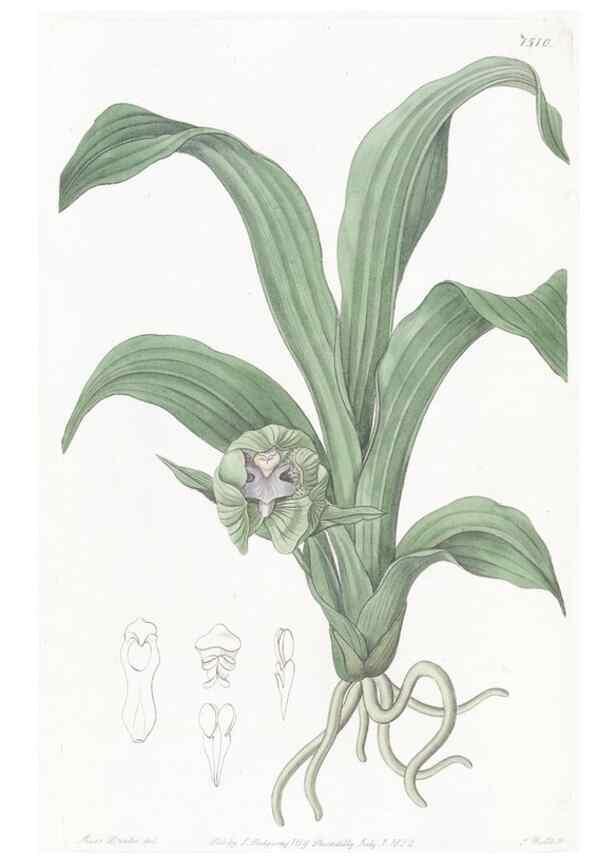 Reproducción/Reproduction 49825210016: Edwards's botanical register.. London :James Ridgway,1829-1847.. 