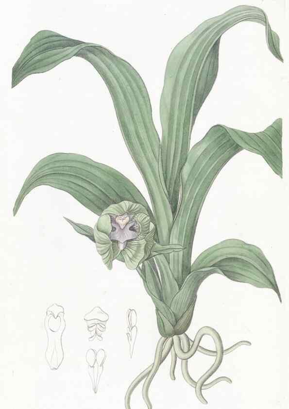 Reproducción/Reproduction 49825210016: Edwards's botanical register.. London :James Ridgway,1829-1847.. 