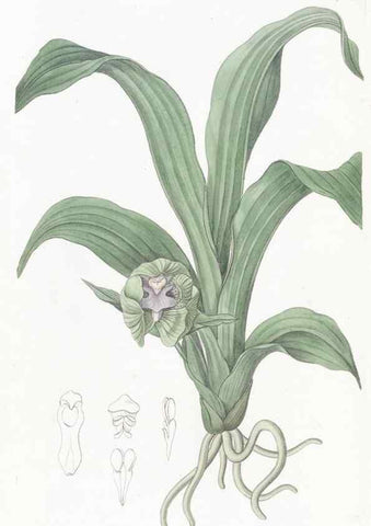 Reproducción/Reproduction 49825210016: Edwards's botanical register.. London :James Ridgway,1829-1847.. 