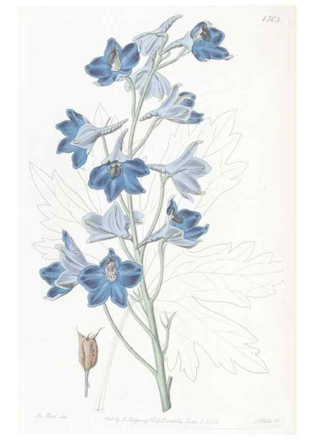 Reproducción/Reproduction 49825208401: Edwards's botanical register.. London :James Ridgway,1829-1847.. 