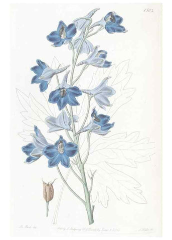 Reproducción/Reproduction 49825208401: Edwards's botanical register.. London :James Ridgway,1829-1847.. 