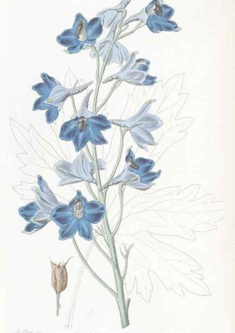 Reproducción/Reproduction 49825208401: Edwards's botanical register.. London :James Ridgway,1829-1847.. 