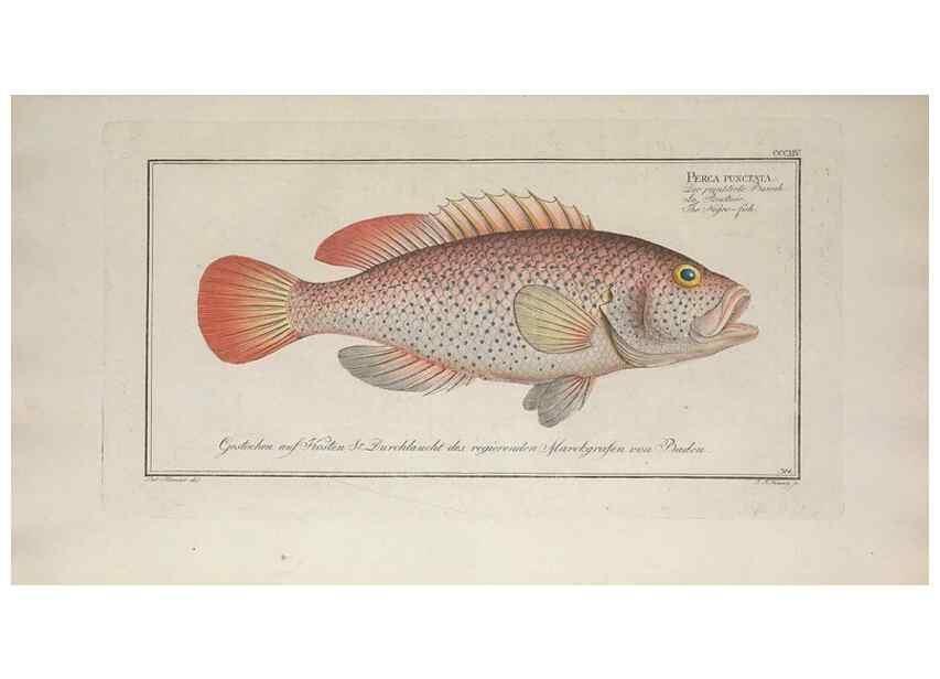 Reproducción/Reproduction 49774811577: Ichtyologie, ou, Histoire naturelle, générale et particulière des poissons :. A Berlin :Chez l'auteur, & chez François de la Garde libraire,1785-1797.. 
