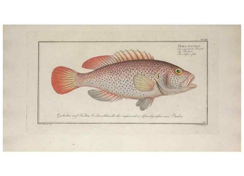 Reproducción/Reproduction 49774811577: Ichtyologie, ou, Histoire naturelle, générale et particulière des poissons :. A Berlin :Chez l'auteur, & chez François de la Garde libraire,1785-1797.. 