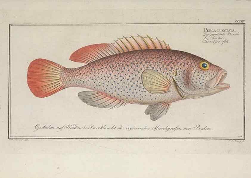 Reproducción/Reproduction 49774811577: Ichtyologie, ou, Histoire naturelle, générale et particulière des poissons :. A Berlin :Chez l'auteur, & chez François de la Garde libraire,1785-1797.. 