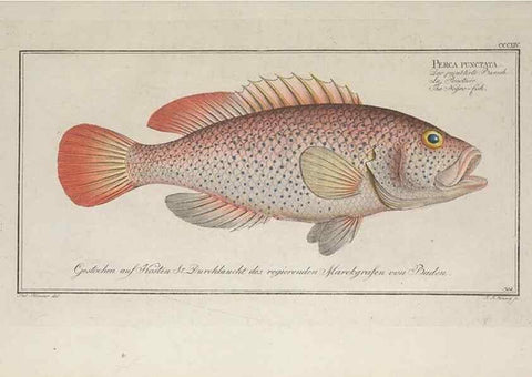 Reproducción/Reproduction 49774811577: Ichtyologie, ou, Histoire naturelle, générale et particulière des poissons :. A Berlin :Chez l'auteur, & chez François de la Garde libraire,1785-1797.. 