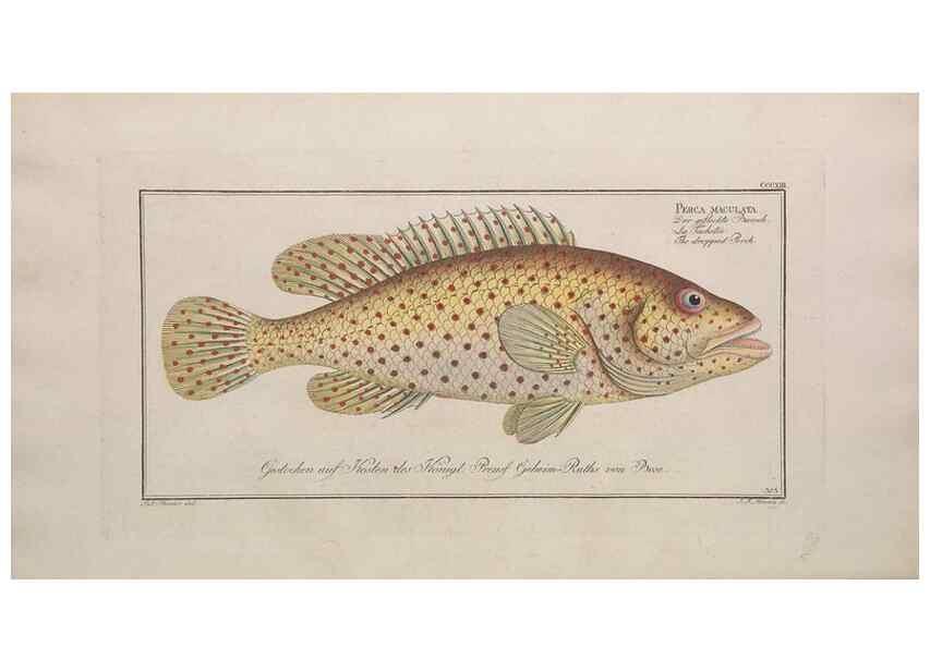 Reproducción/Reproduction 49774811187: Ichtyologie, ou, Histoire naturelle, générale et particulière des poissons :. A Berlin :Chez l'auteur, & chez François de la Garde libraire,1785-1797.. 